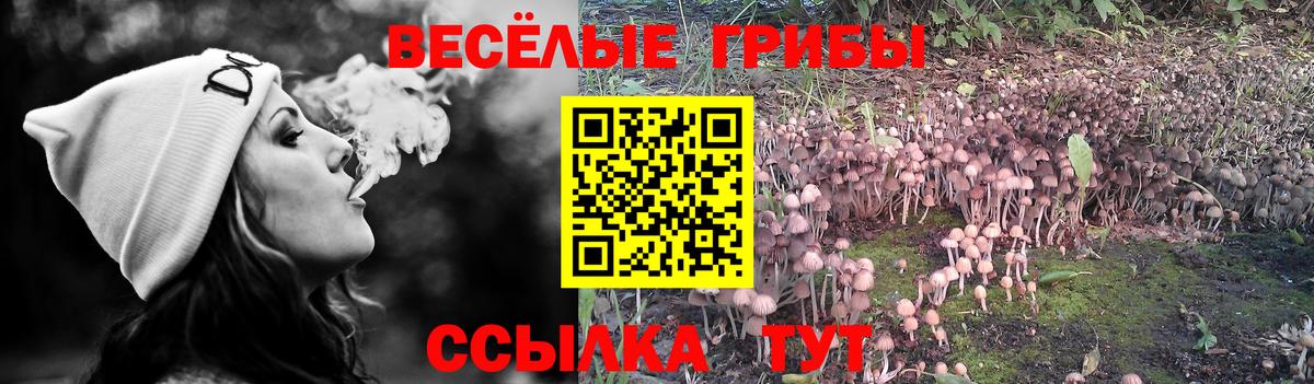 Псилоцибиновые грибы мухоморы  Галлюциногенные грибы GOLDEN TEACHER  Нерюнгри  где купить наркоту  Вход с VPN 